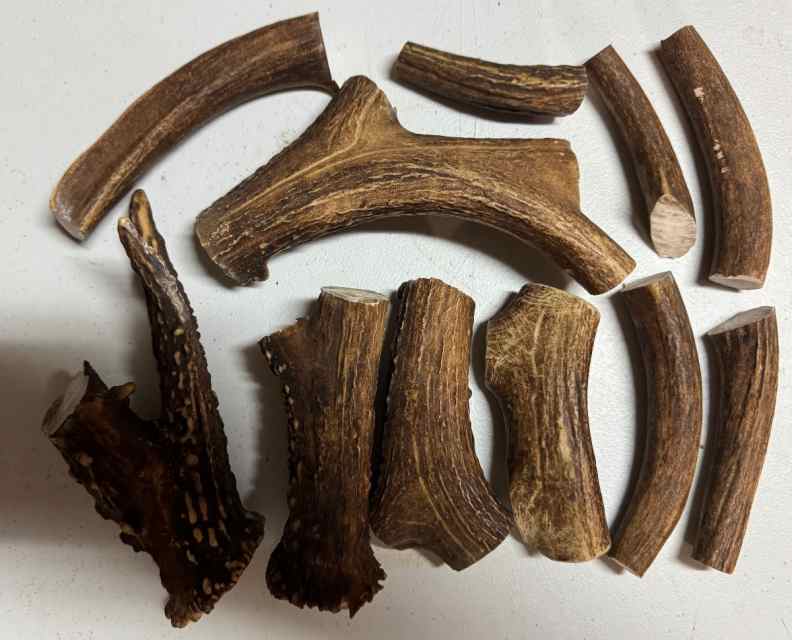 Whitetail Deer Antler Pieces for Crafts